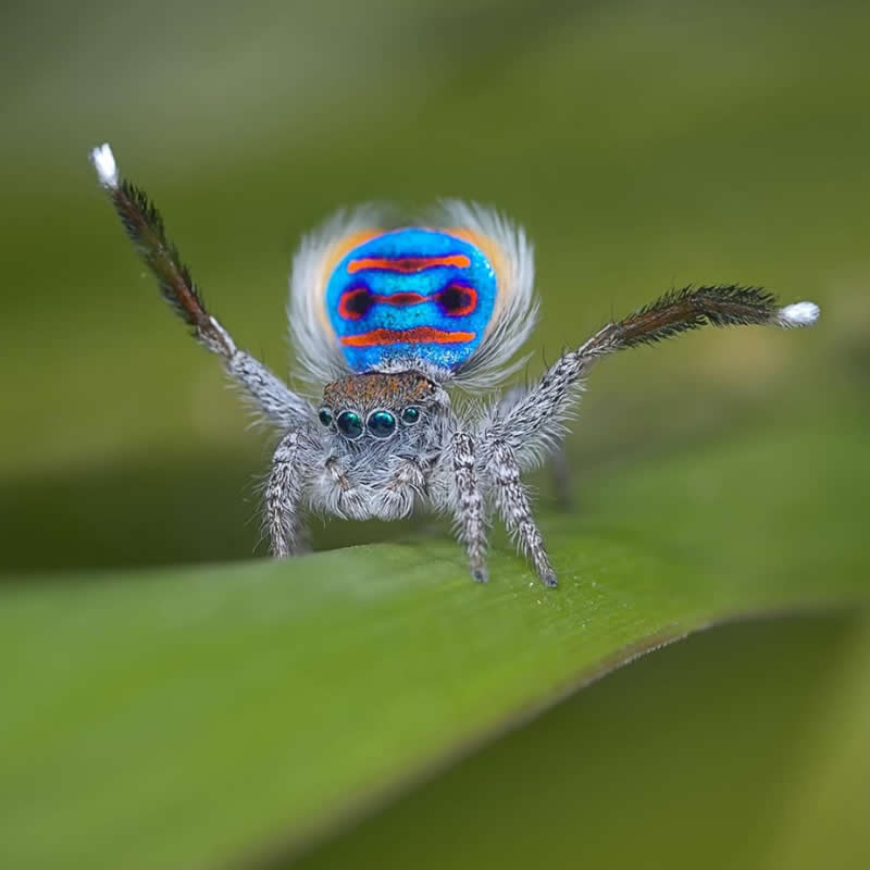 A striking macro photograph of a colorful peacock spider standing on a green leaf. The tiny spider raises its front legs while displaying a vivid blue abdomen marked with bright red patterns, set against a softly blurred green background.