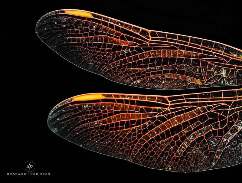 A striking macro close-up of two dragonfly wings set against a deep black background. The wings glow with warm amber-orange veins, revealing an intricate network of geometric patterns and delicate textures highlighted by dramatic lighting.