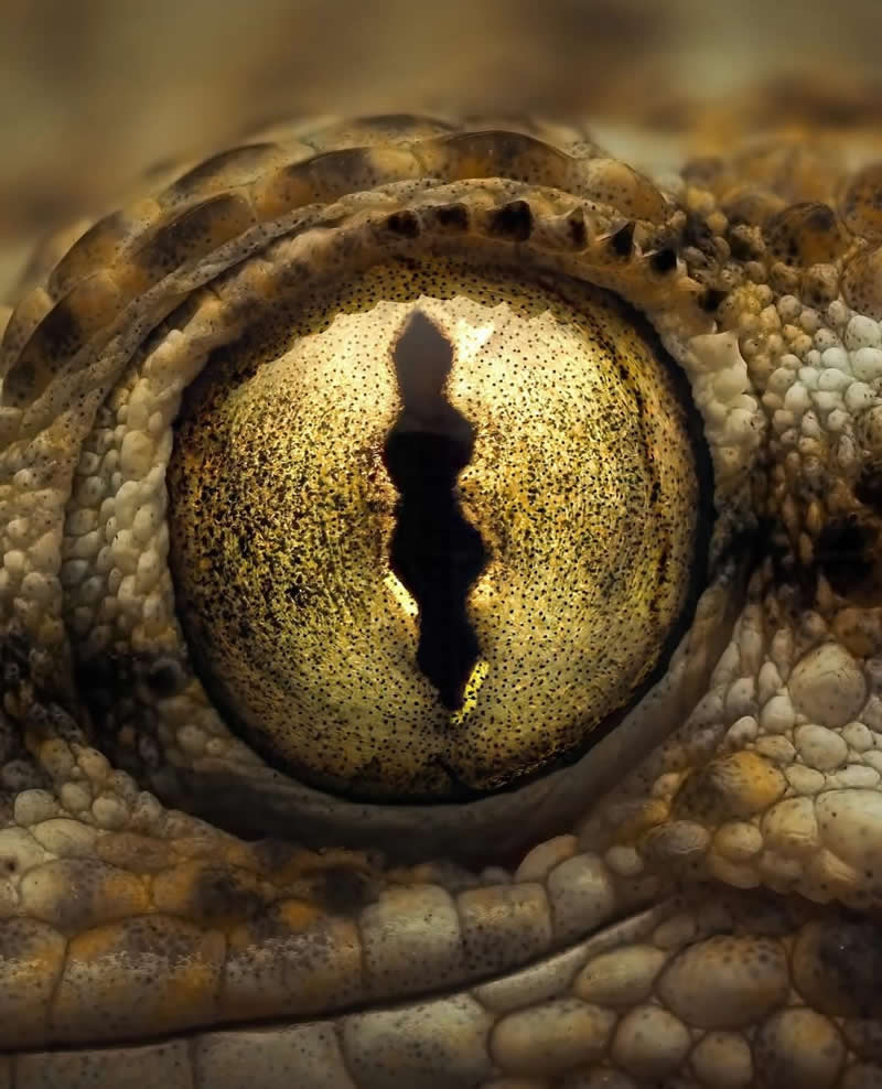 A dramatic macro close-up of a reptile&rsquo;s eye, revealing a golden iris with a vertical black pupil surrounded by intricate scales and textured skin. The image highlights extraordinary detail, from tiny speckles in the iris to the rugged patterns of the surrounding scales.