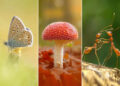 An Invisible Universe: 30 Jaw-Dropping Macro Photos That Will Change How You See Nature 12 Jaw-Dropping Macro Photos That Will Change How You See Nature