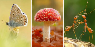 Jaw-Dropping Macro Photos That Will Change How You See Nature