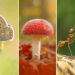 Jaw-Dropping Macro Photos That Will Change How You See Nature