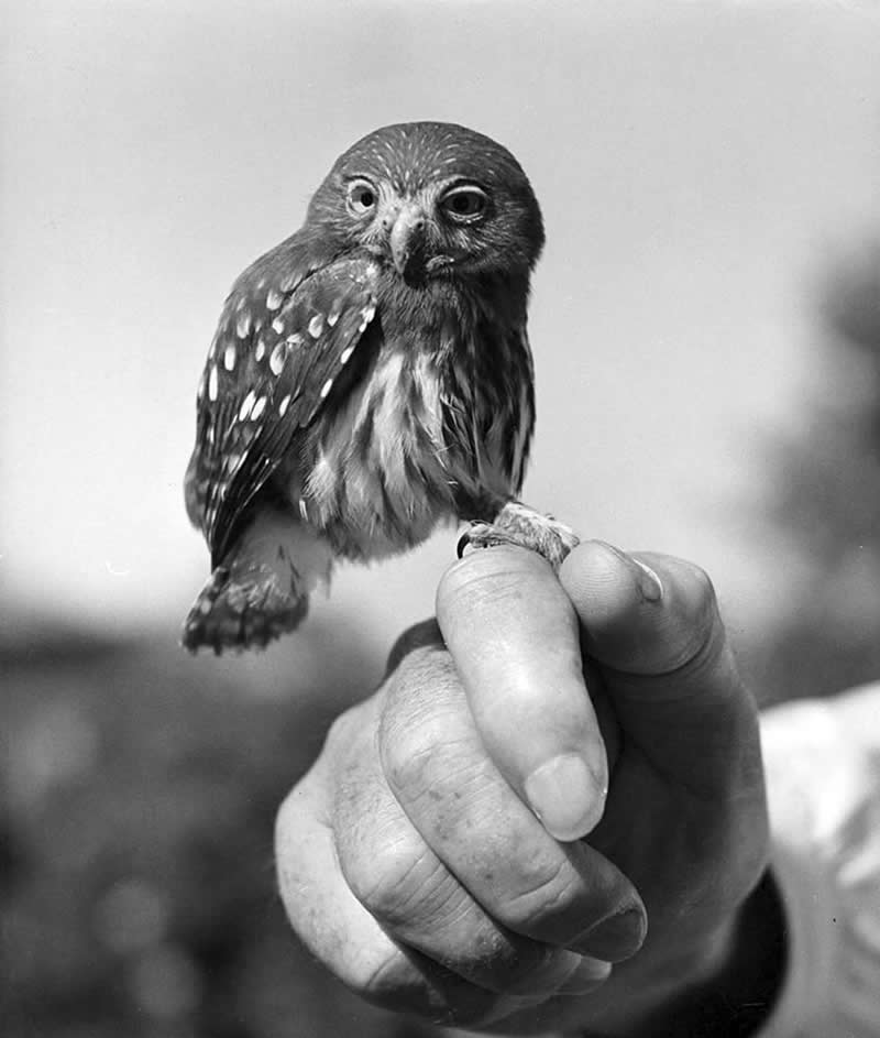Master Photographer Ralph Crane - Everyday Life Into Extraordinary Stories