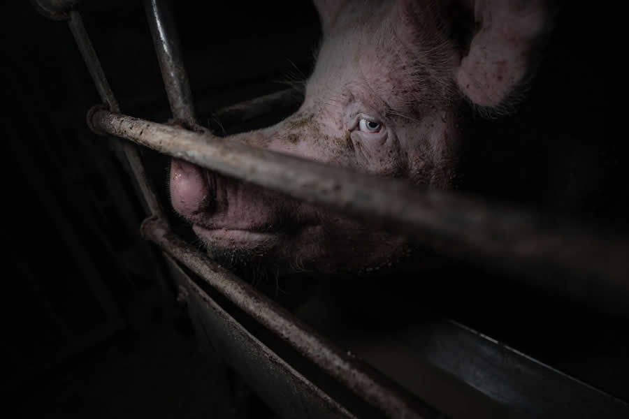 Conservation Photography, Series - Winner: Uncovering what&rsquo;s hidden by Dawid Rakoczy - Nature and Humans Photo Competition Winners