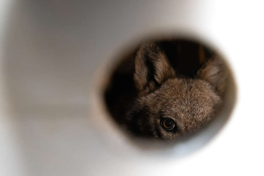 Conservation Photography, Series - Finalist: The tale of the Italian wolf by Gianluca Damiani - Nature and Humans Photo Competition Winners