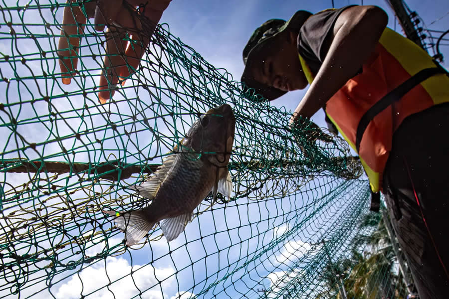 Conservation Photography, Series - Finalist: The Blackchin Tilapia Threat An Alien Invader in Thailands Waterways by Arnun Chonmahatrakool - Nature and Humans Photo Competition Winners