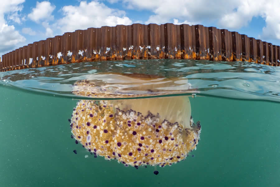 Conservation Photography, Spain - Runner-Up: Walls of iron and salt by Julio Mart&iacute;nez - Nature and Humans Photo Competition Winners