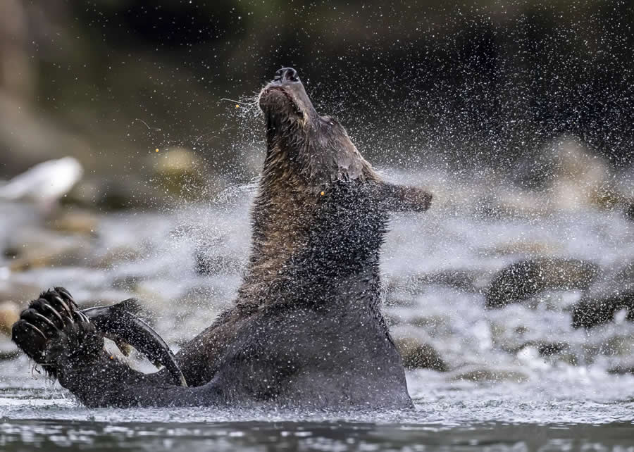 The Beauty of the Planet - Winner: Shaking Off While Eating by Daniel Valverde - Nature and Humans Photo Competition Winners