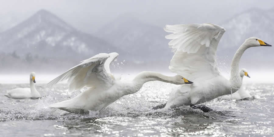 The Beauty of the Planet - Runner-Up: Run I&rsquo;ll bite you by Daniel Valverde - Nature and Humans Photo Competition Winners