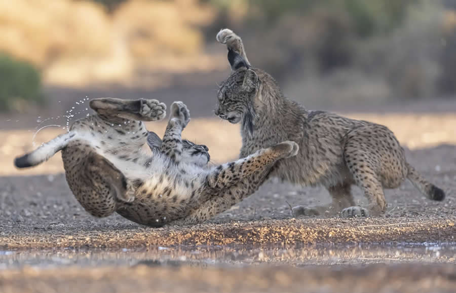 The beauty of Spain - Winner: Power Struggle by Daniel Valverde - Nature and Humans Photo Competition Winners