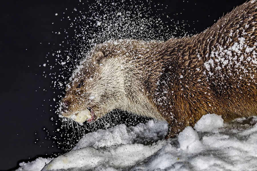 The beauty of Spain - Runner-Up: Food in the snow by Jesus Baron Thaidigsmann - Nature and Humans Photo Competition Winners