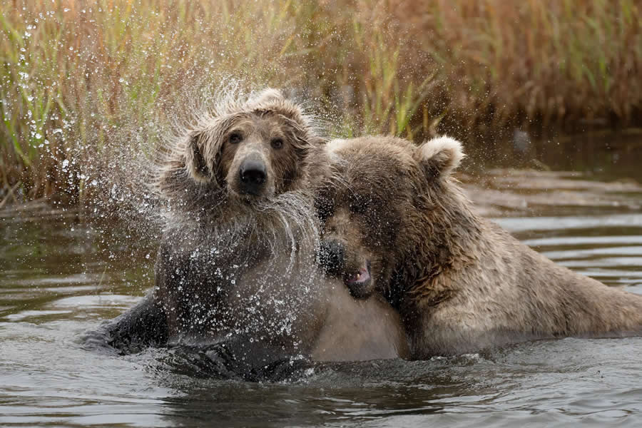 Mammals - Runner-Up: Revelry in a river by Karthik Subramaniam - Nature and Humans Photo Competition Winners