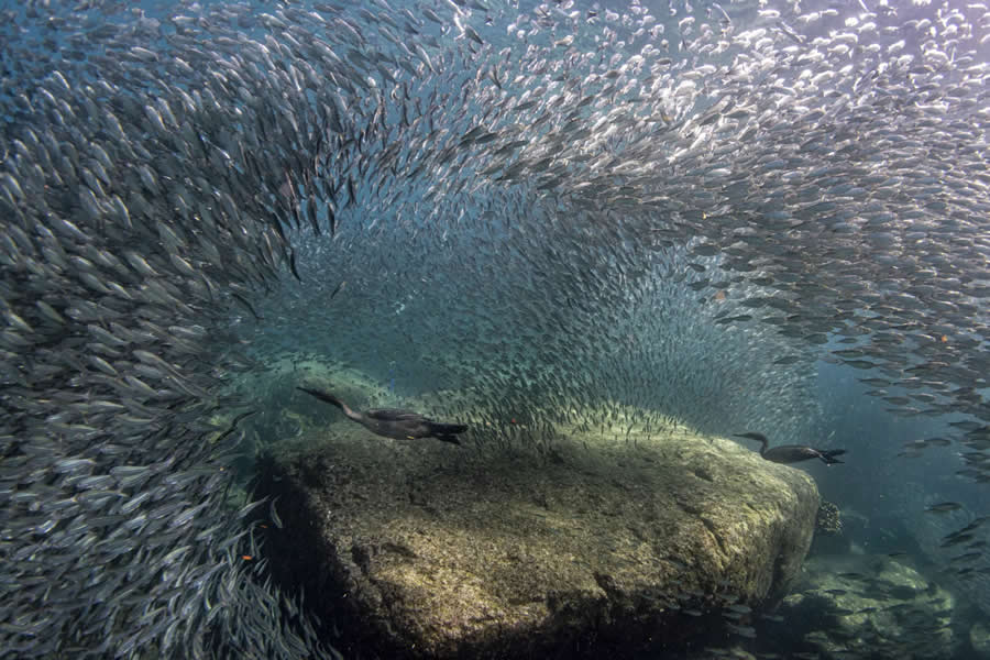 Birds - Winner: Cormorhunt by Andrea Izzotti - Nature and Humans Photo Competition Winners