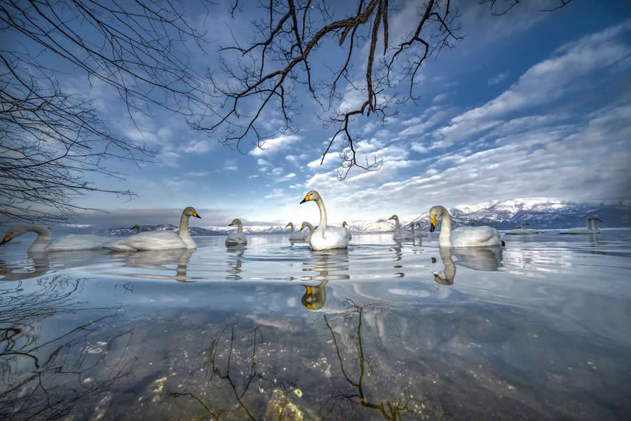 Birds - Runner-Up: Silent Symphony by Lalith Ekanayake - Nature and Humans Photo Competition Winners
