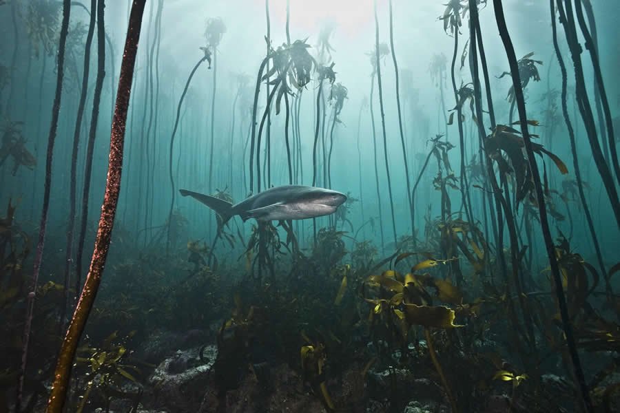 Oceans - Winner: Ghost of the Kelp Forest by Lesley Rochat - Nature and Humans Photo Competition Winners