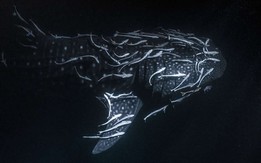 Oceans - Runner-Up: Midnight Bus by Jade Hoksbergen - Nature and Humans Photo Competition Winners