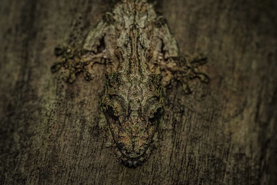 Other Animals - Winner: Master of Disguise by Lalith Ekanayake - Nature and Humans Photo Competition Winners