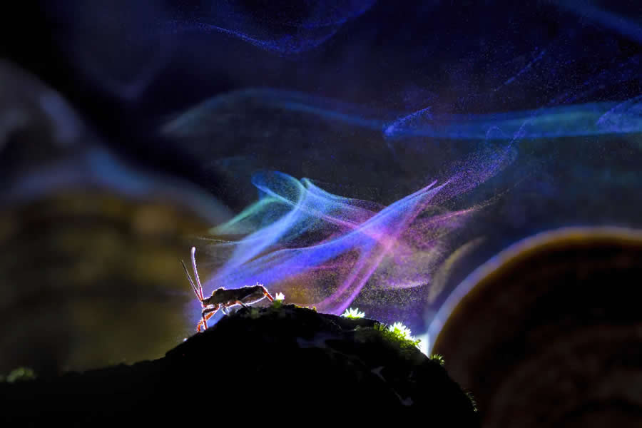 Other Animals - Runner-Up: Guardian of the Light by Avilash Ghosh - Nature and Humans Photo Competition Winners