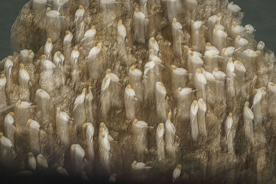 Creative - Winner: Wings of Ghosts by Lalith Ekanayake - Nature and Humans Photo Competition Winners