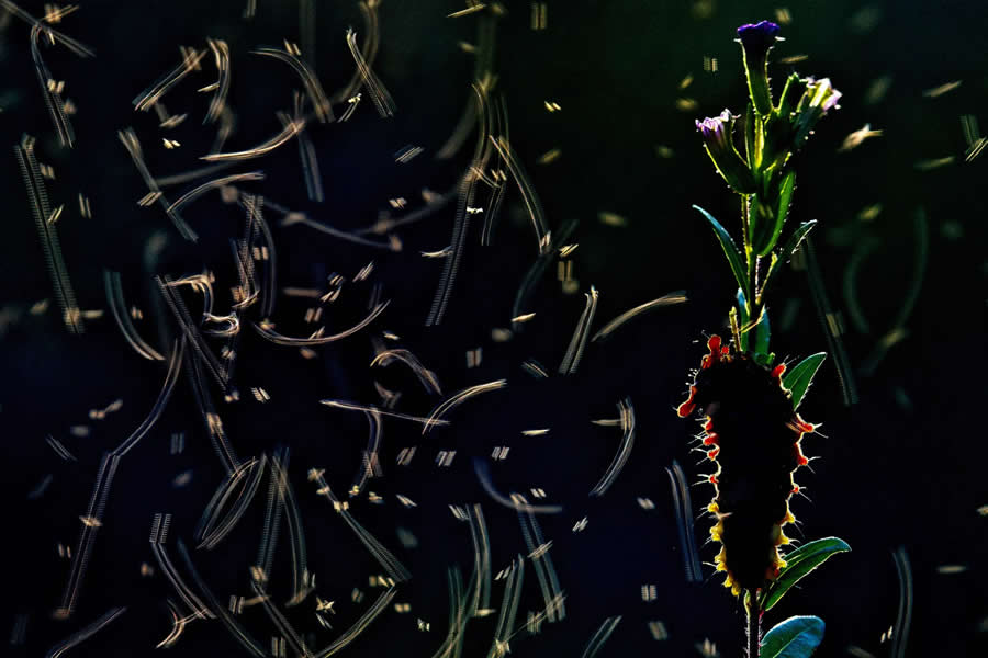 Creative - Runner-Up: Caterpillar in Chaotic light by Anirban Dutta - Nature and Humans Photo Competition Winners
