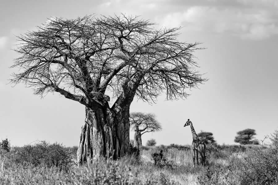 Special Prize Young Photographers (15 to 18) - Runner-Up: Among Giants by Miguel Sanchez Garc&iacute;a - Nature and Humans Photo Competition Winners