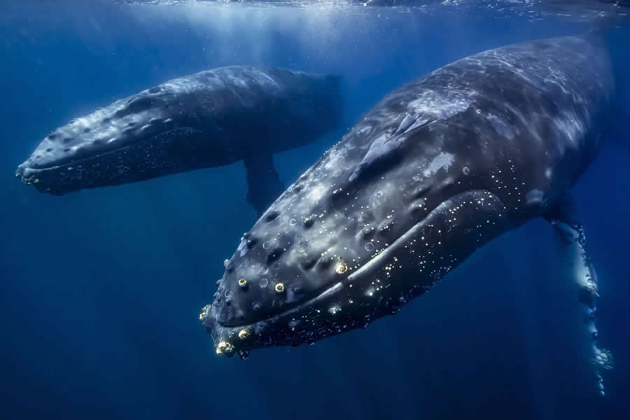 Children&rsquo;s Special Prize - Runner-Up: Humpback Whale by Panitbhand Paribatra Na Ayudhya - Nature and Humans Photo Competition Winners