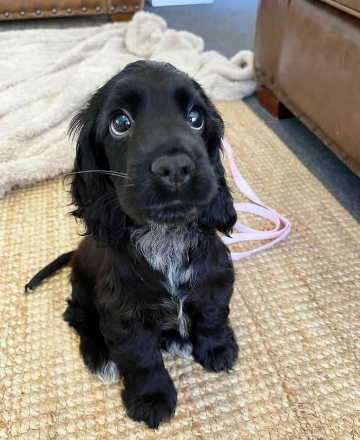 A sweet black puppy with floppy ears, bright wide eyes, and a small white patch on its chest sits innocently on a woven rug indoors, gazing up at the camera with an irresistibly adorable and curious expression.