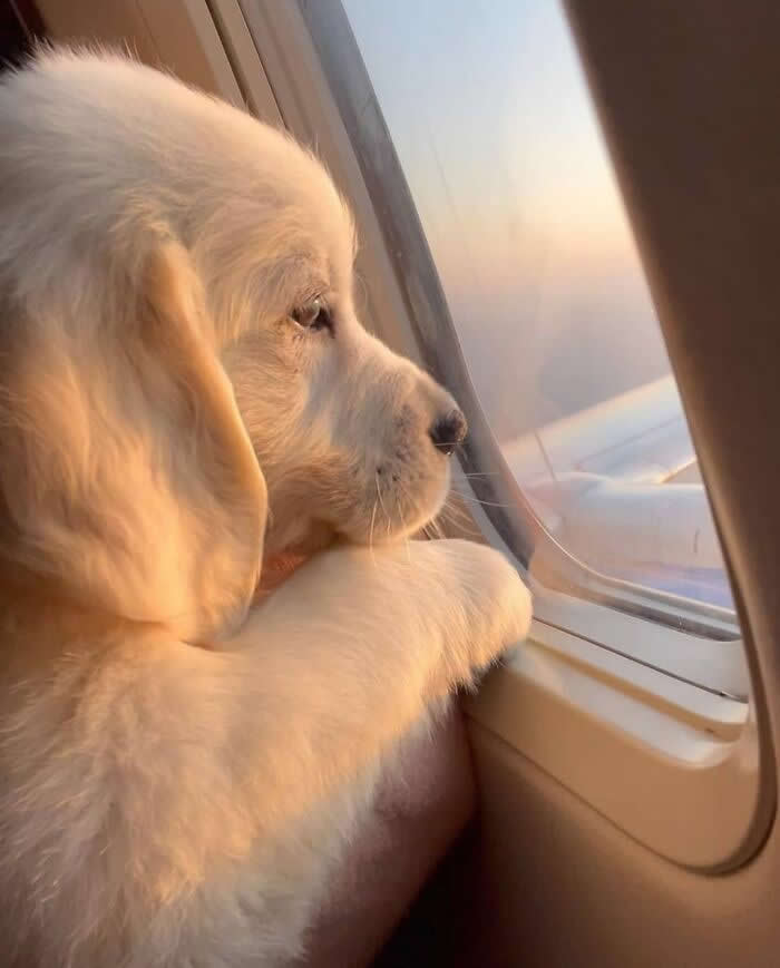 A fluffy cream-colored puppy gazes thoughtfully out of an airplane window during golden hour, resting its tiny paws on the window ledge as warm sunlight softly illuminates its innocent face and curious expression.