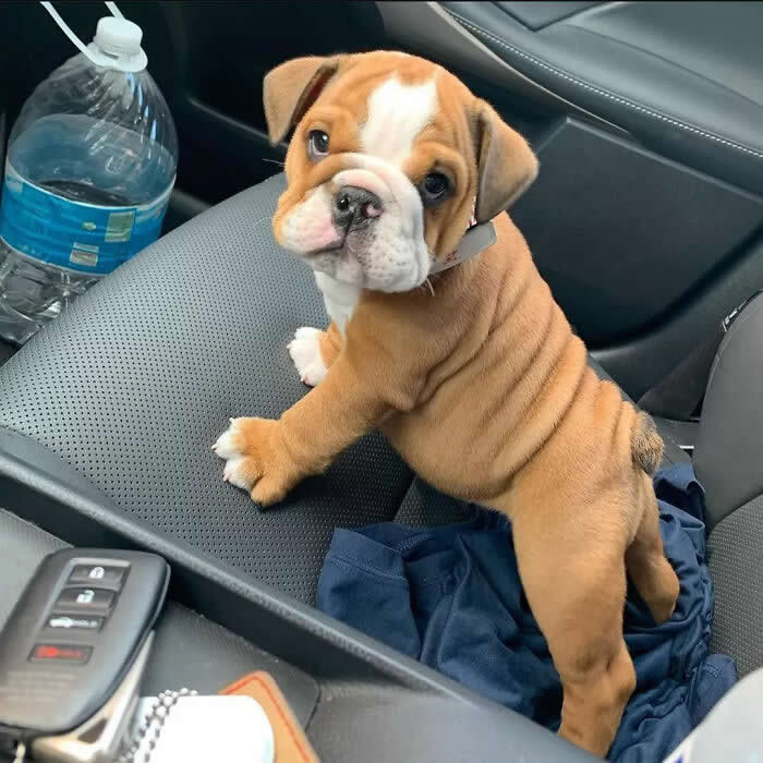 An adorable brown-and-white Bulldog puppy stands on a car seat, looking up with a sweet head tilt and soulful eyes. Its wrinkled face, tiny paws, and curious expression create an irresistibly innocent and heartwarming moment.