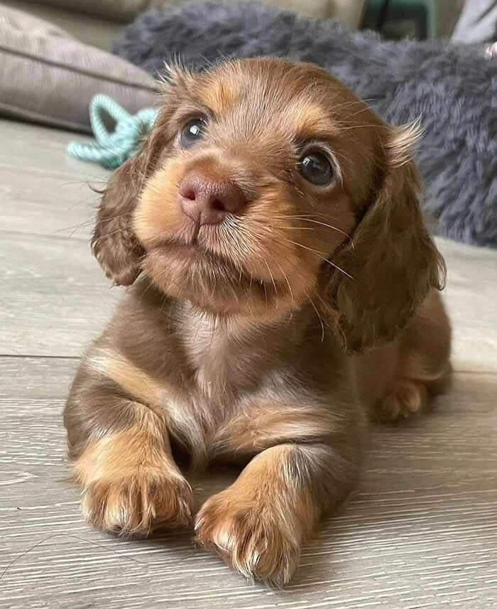 A tiny brown Dachshund puppy lies on a wooden floor with its front paws stretched out, gazing upward with sparkling eyes and a gentle smile. Its soft fur, floppy ears, and innocent expression create an irresistibly heartwarming scene.