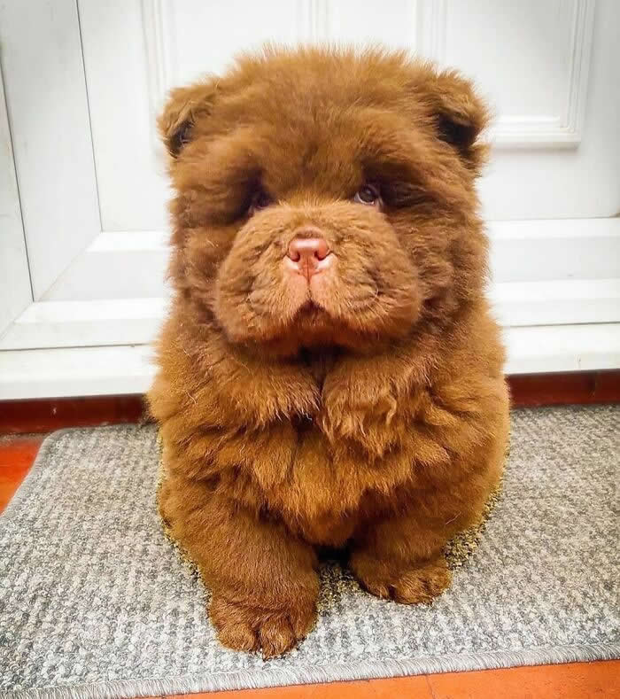 A fluffy chocolate-brown Chow Chow puppy sits patiently on a gray mat in front of a white door, looking up with a calm, innocent expression. Its plush teddy bear-like fur, tiny ears, and pink nose make it irresistibly adorable.