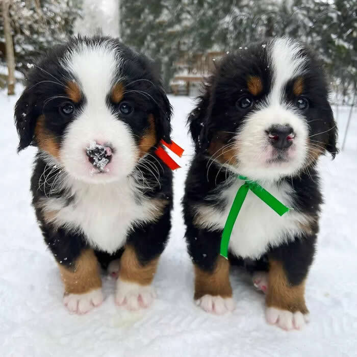 Two fluffy Bernese Mountain Dog puppies stand side by side in the snow, wearing colorful ribbon collars. One has a tiny dusting of snow on its nose, while both gaze sweetly at the camera with wide, innocent eyes, creating an irresistibly heartwarming winter scene.