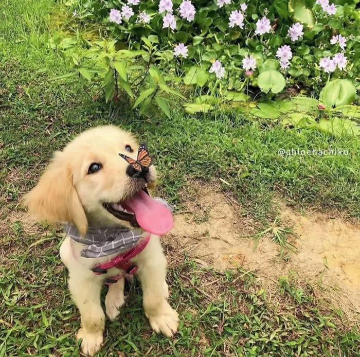 A happy Golden Retriever puppy sits on the grass with its tongue out as a delicate butterfly gently rests on its nose. Surrounded by lush greenery and blooming flowers, the heartwarming moment captures pure innocence, curiosity, and the simple magic of nature.
