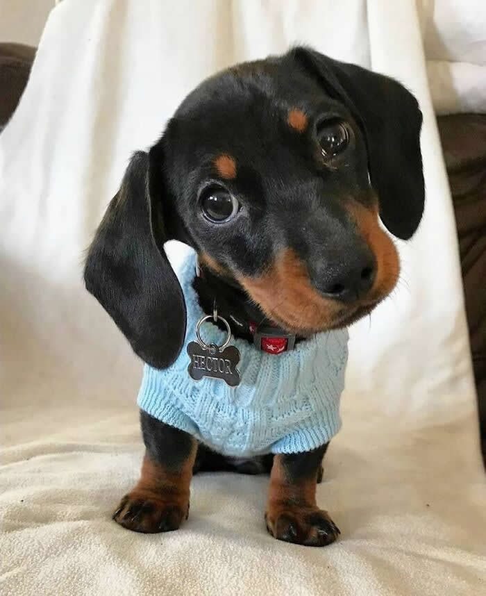 A charming black-and-tan Dachshund puppy wearing a light blue knitted sweater sits on a soft white blanket, tilting its head with wide, sparkling eyes. Its floppy ears, tiny paws, and curious expression create an irresistibly cute and innocent portrait.