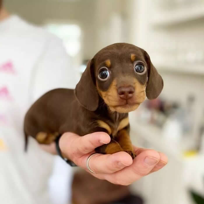 A tiny chocolate-and-tan Dachshund puppy is gently cradled in a person's hand, staring at the camera with wide, innocent eyes. Its floppy ears, miniature paws, and curious expression create an irresistibly adorable portrait full of sweetness and charm.
