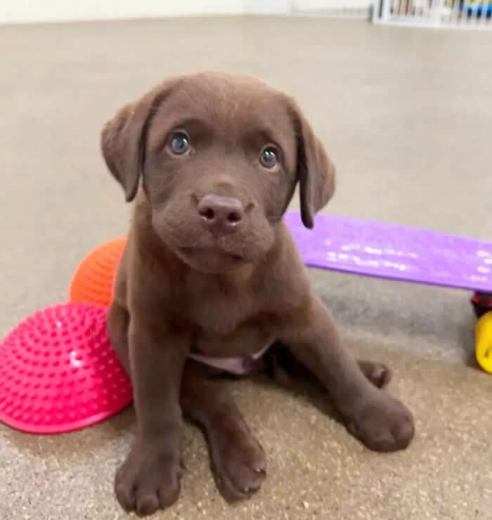 A tiny chocolate Labrador Retriever puppy sits on an indoor floor beside colorful balance toys and a small skateboard, looking up with soft, hopeful eyes. Its floppy ears, tiny paws, and innocent expression create an irresistibly sweet and heartwarming moment.
