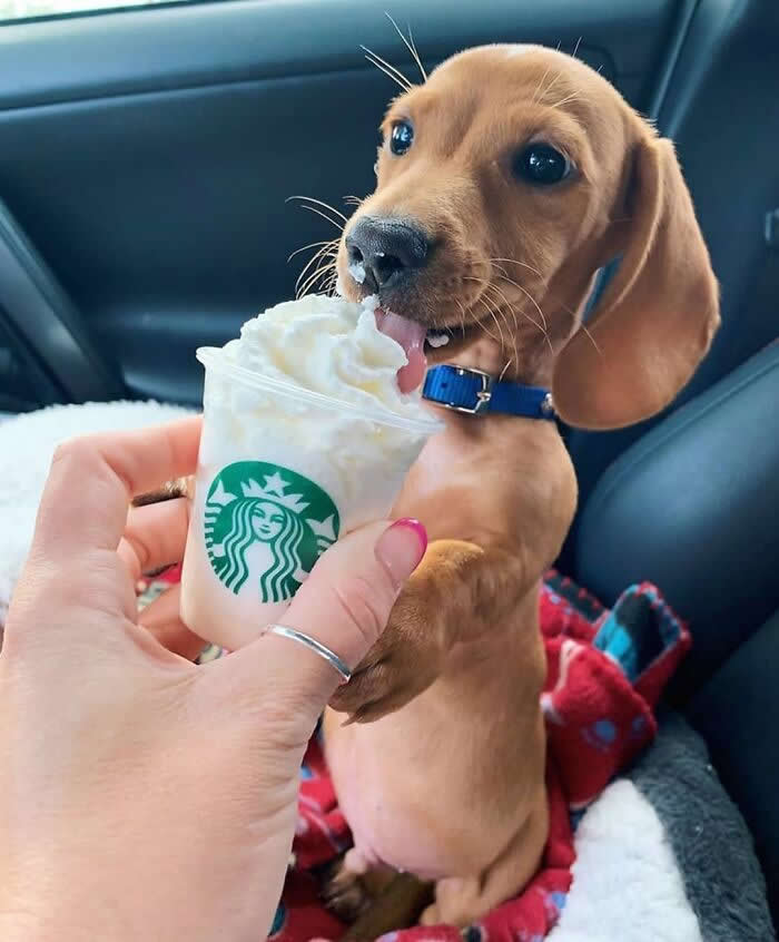A cute tan Dachshund puppy wearing a blue collar eagerly licks a small cup of whipped cream while sitting in a cozy car seat. Its bright eyes, floppy ears, and delighted expression capture an innocent, joyful moment that perfectly reflects puppy curiosity and happiness.
