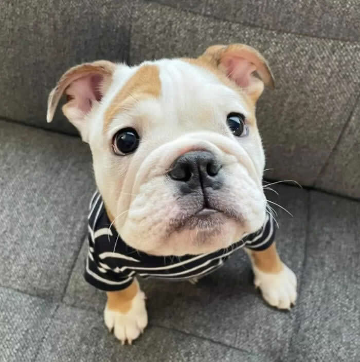 A cute English Bulldog puppy wearing a black-and-white striped shirt sits on a gray couch, looking up with wide, soulful eyes and a wrinkled little face. Its tiny ears, chubby paws, and innocent expression create an irresistibly heartwarming and adorable portrait.