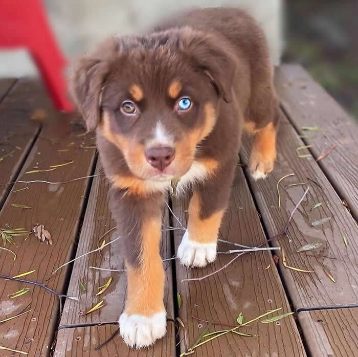A fluffy brown-and-white Australian Shepherd puppy with one bright blue eye and one warm brown eye walks across a wooden deck, looking curiously toward the camera. Its tiny white paws, soft coat, and unique gaze create an irresistibly cute and innocent moment.