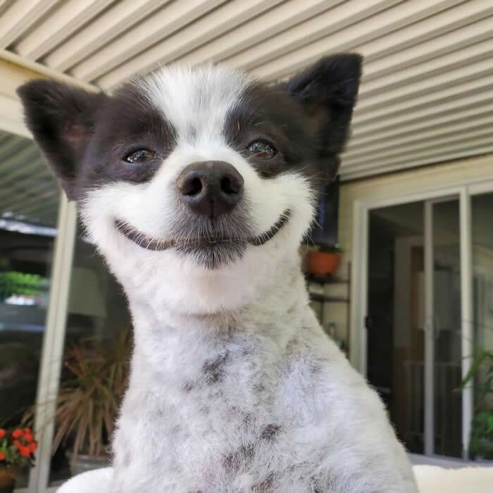 A fluffy black-and-white puppy sits outdoors with an adorable smile that lights up its face, looking directly at the camera. Its bright eyes, perked ears, and cheerful expression create a heartwarming portrait filled with innocence, happiness, and irresistible charm.