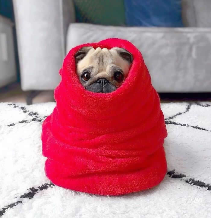 A tiny Pug puppy is snugly wrapped in a bright red fleece blanket, with only its adorable face peeking out. Its wide, soulful eyes, wrinkled forehead, and cozy little bundle create an irresistibly cute and innocent moment full of warmth and comfort.