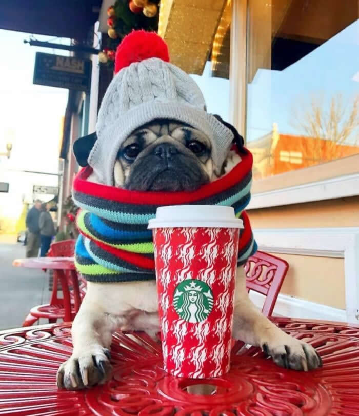 A sweet Pug puppy sits at an outdoor caf&eacute; table wearing a cozy winter hat with a red pom-pom and a colorful striped scarf. Resting beside a festive holiday coffee cup, its gentle eyes and bundled-up look create an irresistibly cute and innocent winter scene.
