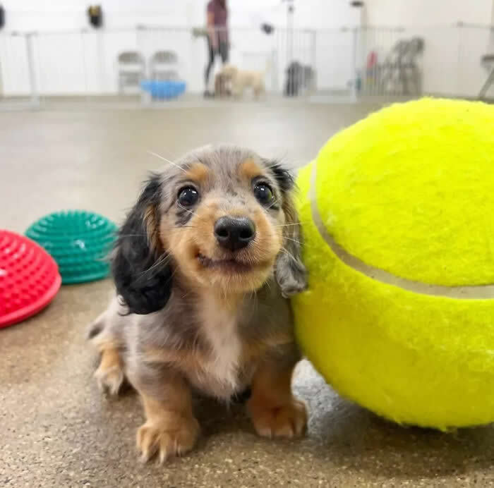 A tiny dapple Dachshund puppy sits beside an oversized bright yellow tennis ball in an indoor play area, looking up with sparkling eyes and a sweet little smile. Its floppy ears, tiny paws, and curious expression create an irresistibly cute and innocent moment full of playful charm.