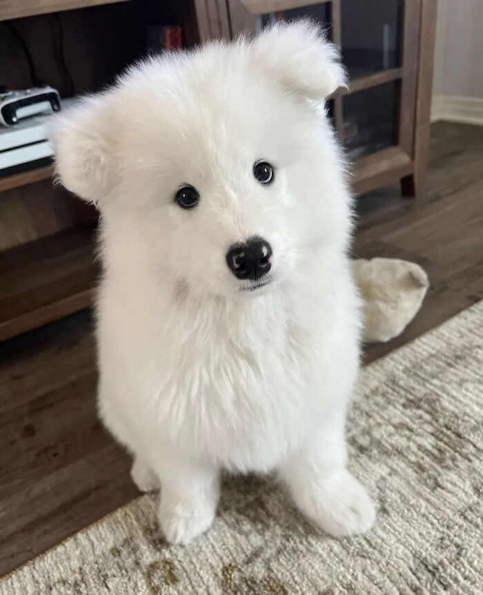 A fluffy white Samoyed puppy sits indoors on a soft rug, tilting its head slightly while gazing at the camera with bright, curious eyes. Its cloud-like fur, tiny ears, black button nose, and innocent expression create an irresistibly cute and heartwarming portrait.