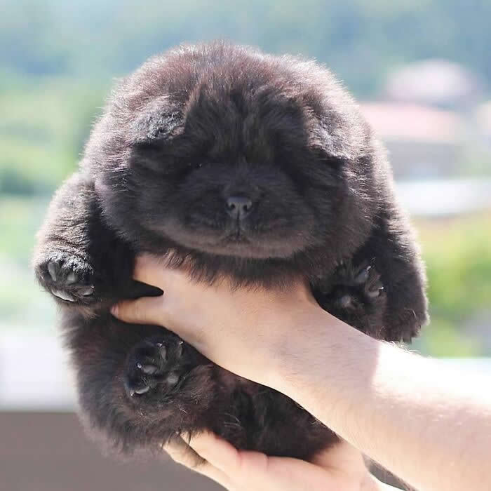 A fluffy black Chow Chow puppy is gently held in two hands, looking like a soft little cloud with tiny paws peeking out. Its plush fur, sleepy face, and teddy bear-like appearance create an irresistibly cute and innocent portrait full of warmth and charm.