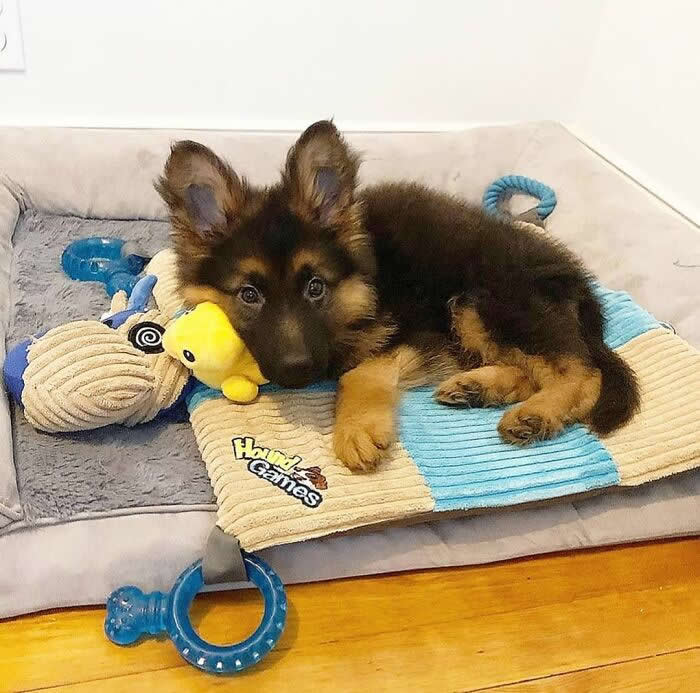 A fluffy German Shepherd puppy lies comfortably on a cozy dog bed surrounded by colorful plush toys and chew rings, gently resting its head on a soft toy. Its bright, curious eyes, oversized ears, and relaxed expression create an irresistibly cute and innocent moment full of comfort and puppy charm.