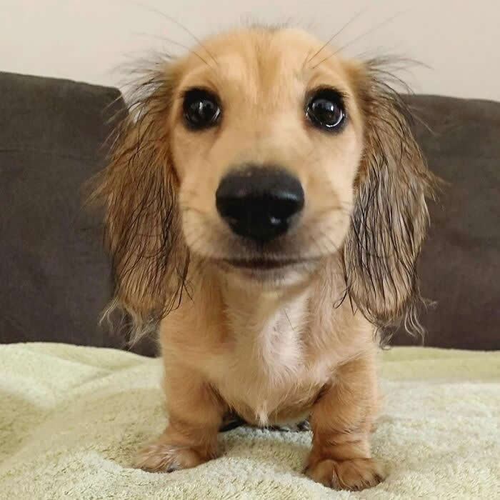 A tiny cream-colored Dachshund puppy stands on a soft blanket, gazing directly at the camera with oversized, glossy eyes and long floppy ears. Its petite paws, silky fur, and innocent expression create an irresistibly adorable portrait filled with warmth, curiosity, and puppy sweetness.