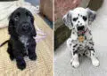 Precious Puppy Moments to Melt Your Heart