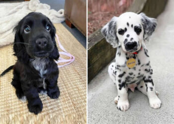 Precious Puppy Moments to Melt Your Heart