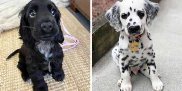 Precious Puppy Moments to Melt Your Heart